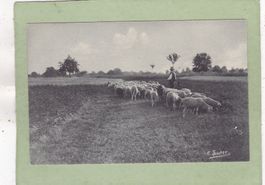 Landschaft Schafe Schäfer