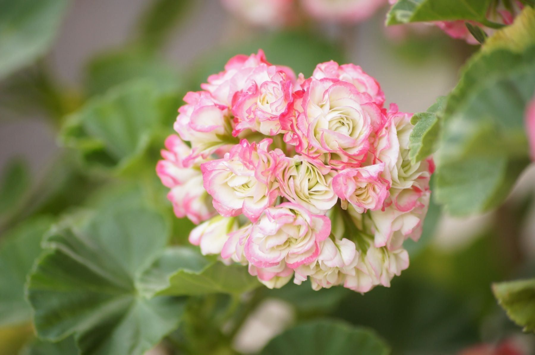 Piante & sementi: Geranien Appelblooms – Usato da seon venduto da Agnom 1