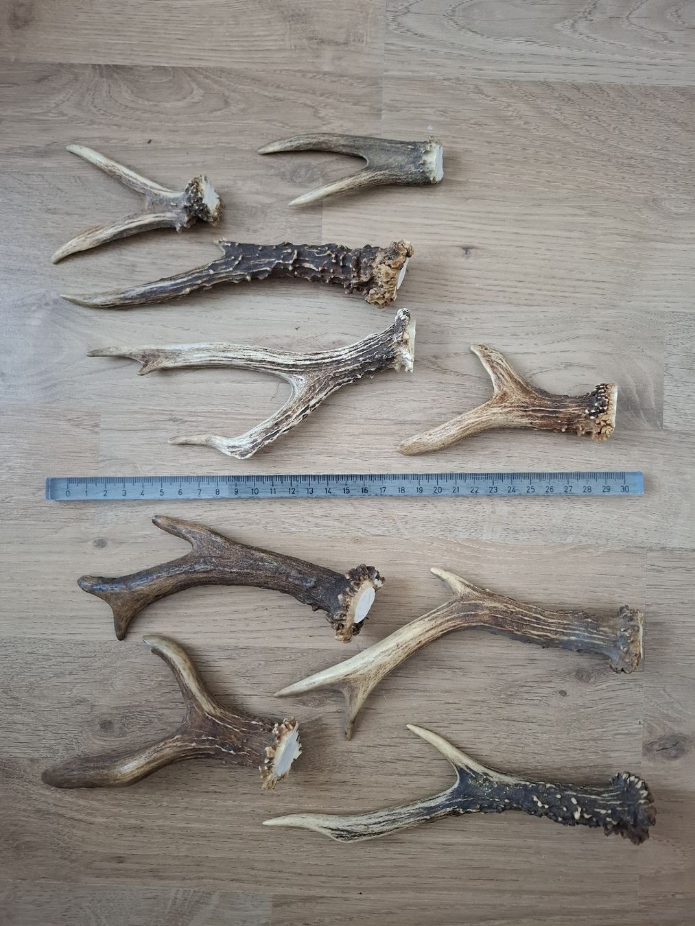 Altre raccolte & rarità: Ab 1.- Set 3, grosse und abnorme Reh Geweihe – Usato da Kriens venduto da neri6
