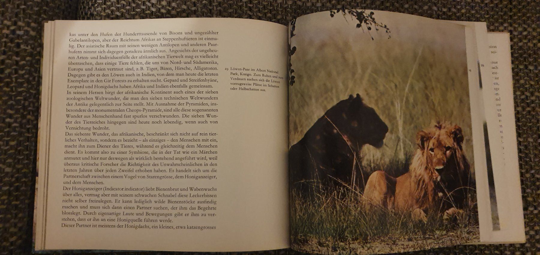 Libri: Afrika – Usato da Langnau am Albis venduto da jer_pm72 2