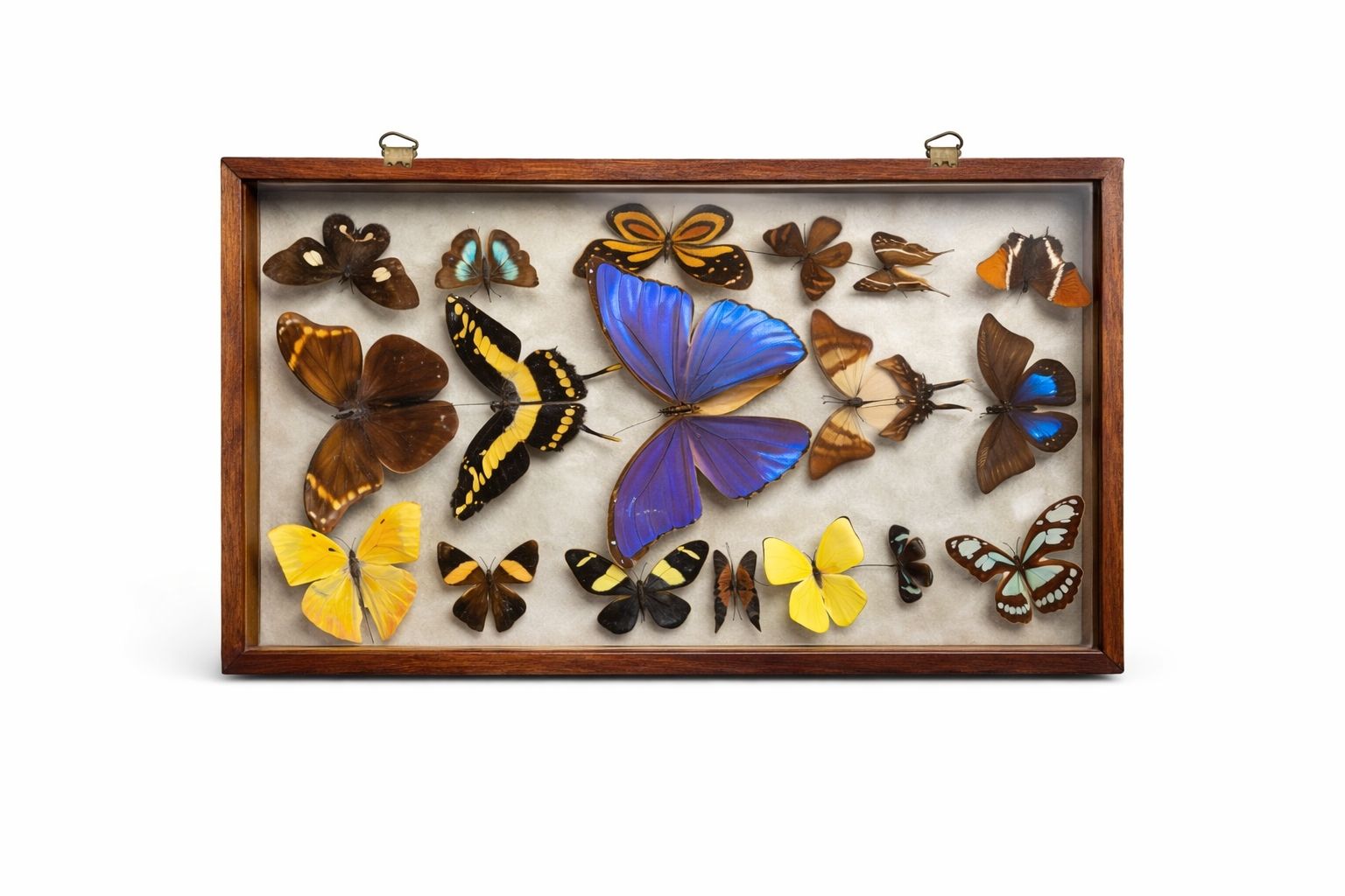 Tutte le decorazioni: Framed Butterfly Collection, Beautiful Display Piece! – Usato da Genève venduto da gen_qyb9