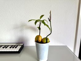 Two Avocado trees in one pot (siblings or couple)