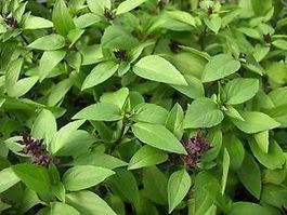 BASILIC THAÏ  30g
