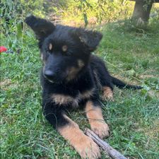 Profile image of Astika