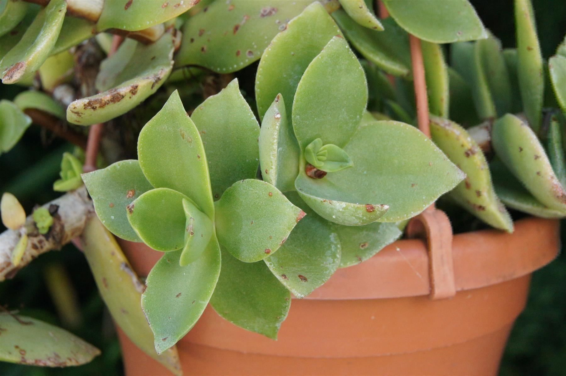 Piante & sementi: Crassula lactea Ampelpflanze – Nuovo (secondo la descrizione) da Geroldswil venduto da botanicals 2
