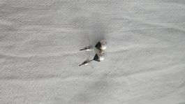 3 paia di orecchini con perle di dimensioni crescenti