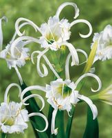 Hymenocallis festalis - eine Pflanze!