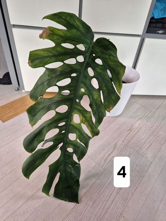 monstera palik Monstera obliqua (Monkey-leaf) 6cm | For Sale