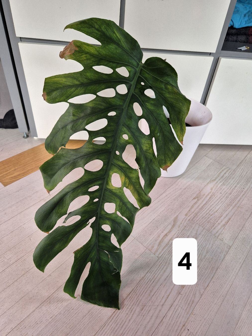 philodendron adansonii Philodendron adansonii 'Swiss Cheese' main image 1