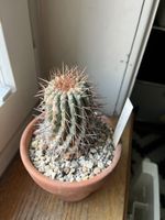 Copiapoa Gigantea