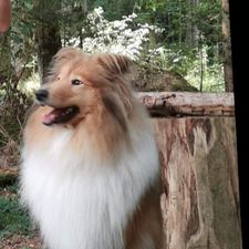 Profile image of Shirolino