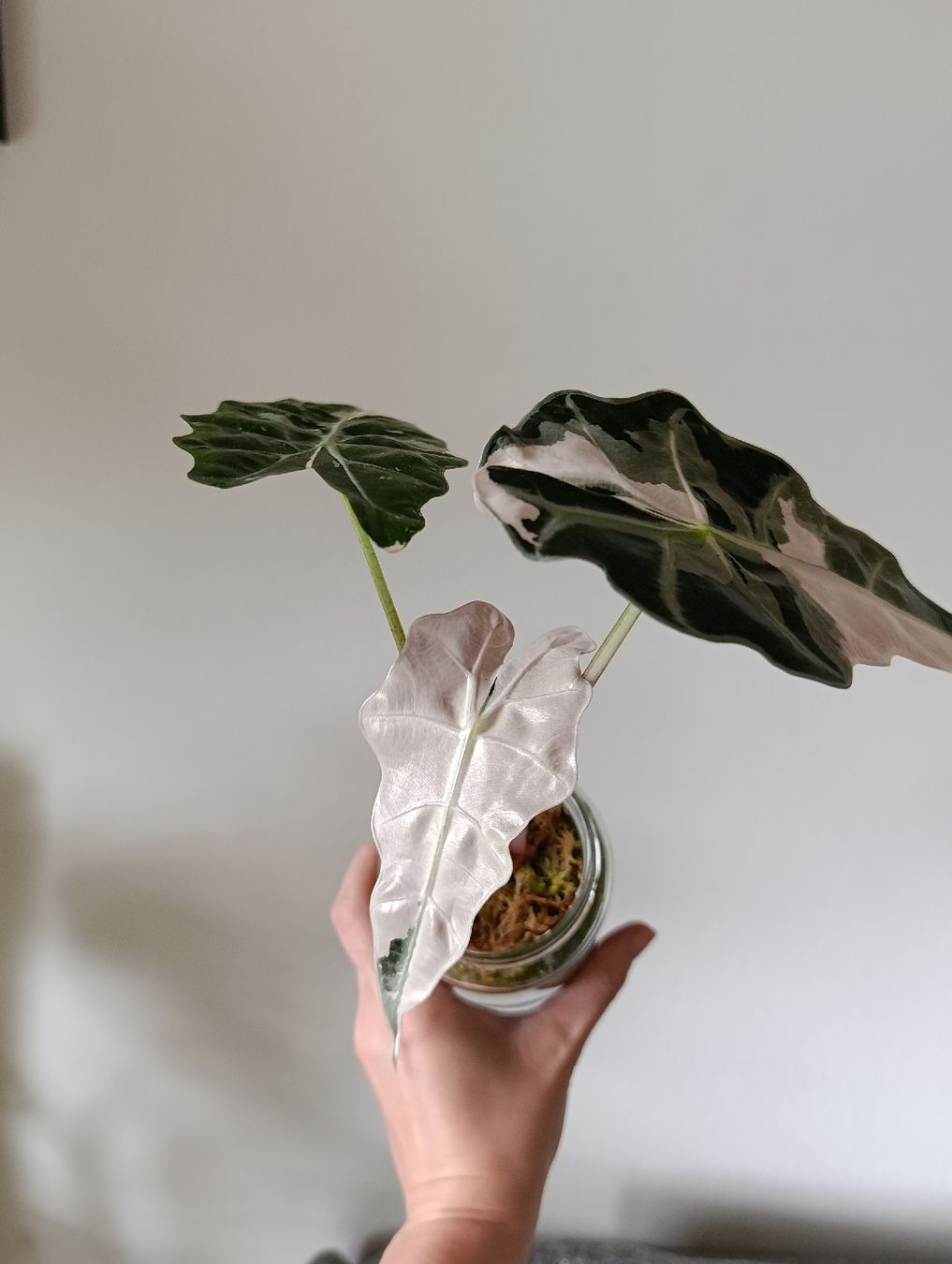 Piante & sementi: Alocasia Polly pink Variegata – Usato da Baar venduto da L.isa28 1