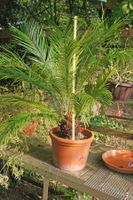 Cycas revoluta – Palmfarn
