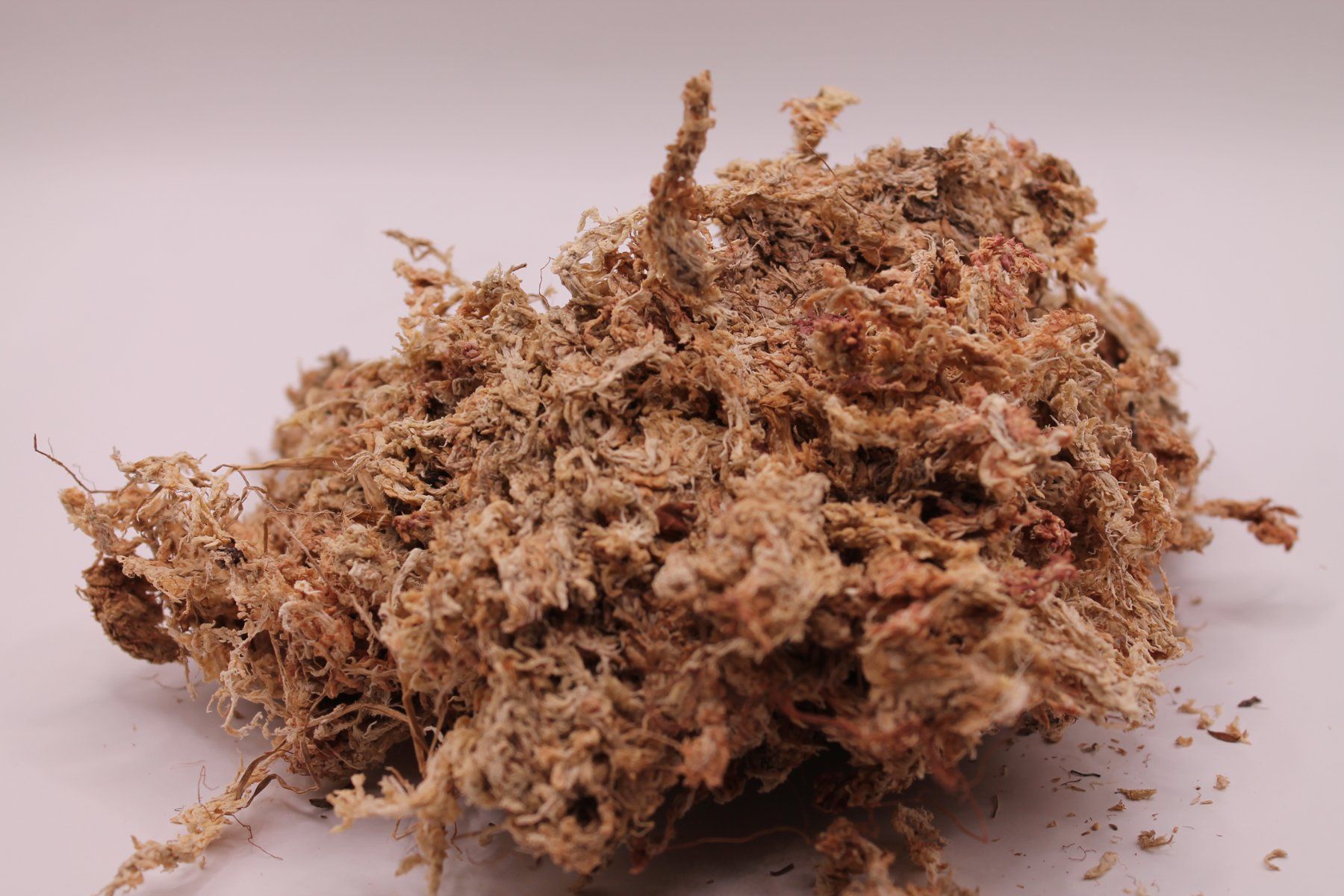 Piante & sementi: Sphagnum Moos Trocken - 100g – Nuovo (secondo la descrizione) da Wattwil venduto da ooros