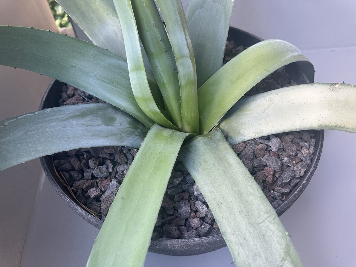 Piante & sementi: Agave groß und kräftig  – Usato da Zürich venduto da von_7vbl 4
