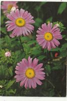 10 Schöne Blumenkarten