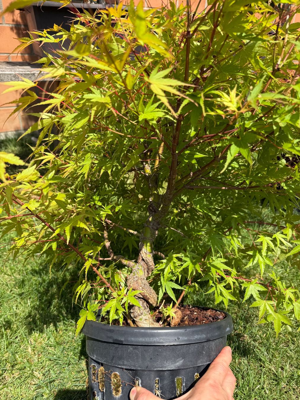 Piante & sementi: Verschiedene und seltene Bäume/ Bonsai – Usato da Vaduz venduto da Hallo2112 8