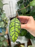 Hoya ranauensis ✨