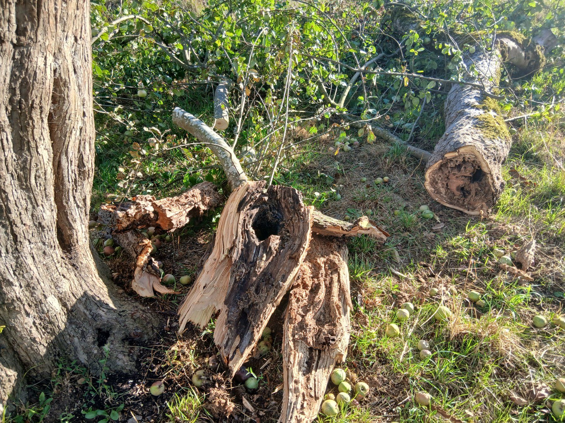 Articoli in legno: Apfelbaum Holz 100 jährig Stücke – Usato da Zuzgen venduto da Accelerando