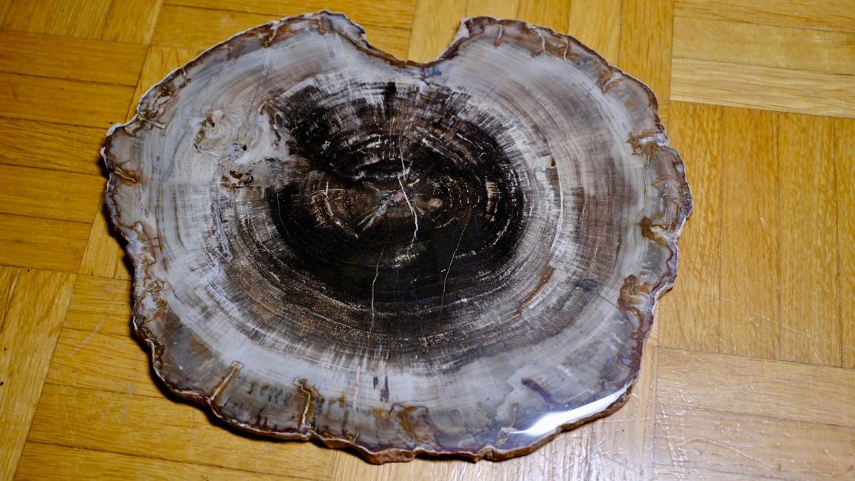 Fossili: Fossil - Araucarioxylon Arizonicum – Usato da Biel/Bienne venduto da nimmes 1