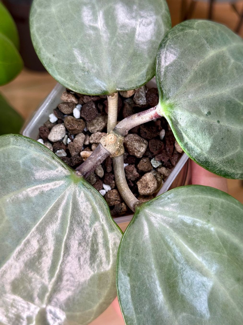 Pflanzen & Samen: Hoya latifolia silver 🦄✨ – Neu (gemäss Beschreibung) aus Bachenbülach von ilawega 1