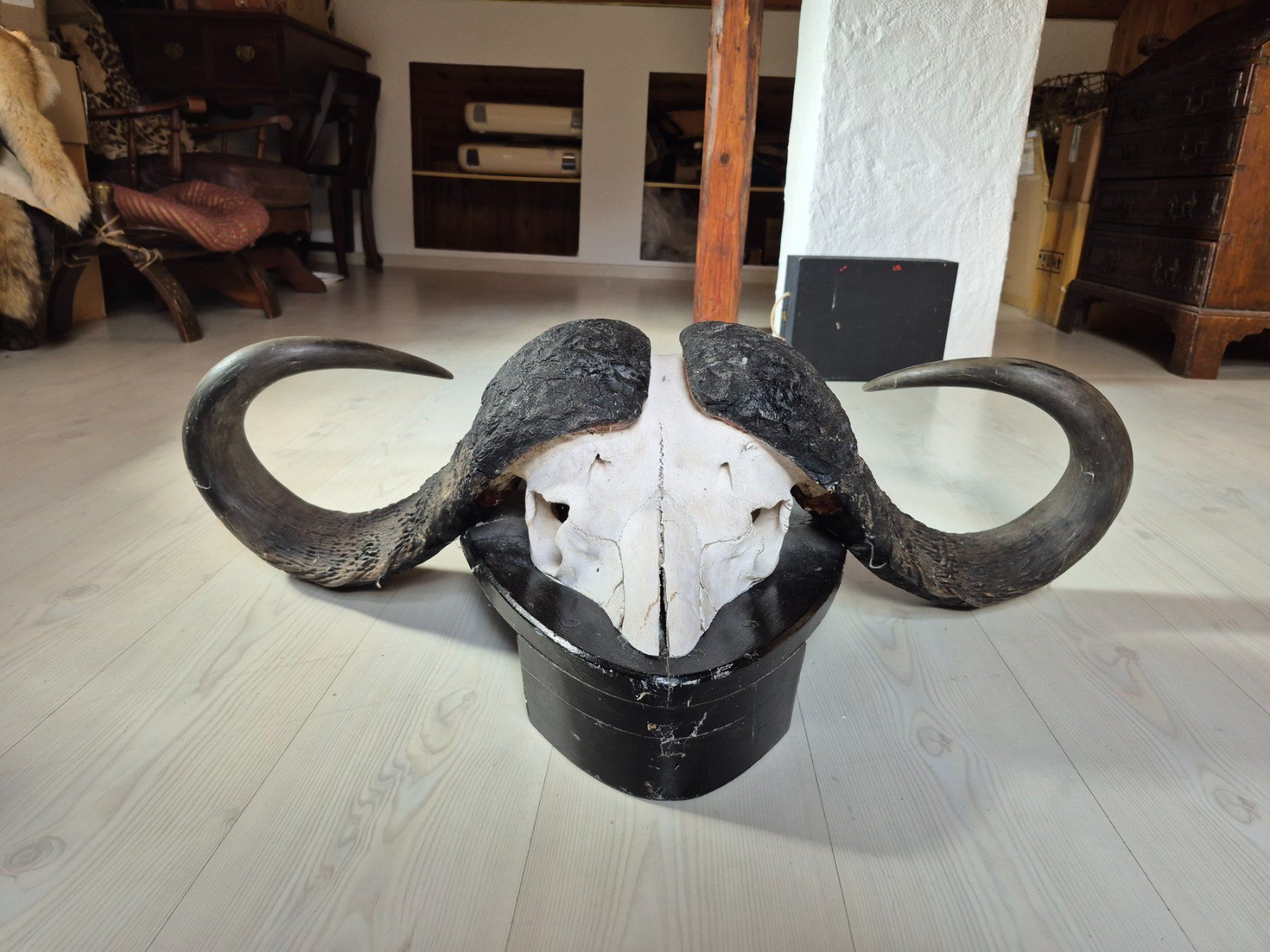 Il mondo degli animali: Trophée chasse buffle africain / Kaffernbüffel Jagdtrophäe – Usato da Treyvaux venduto da Kbh2000 7