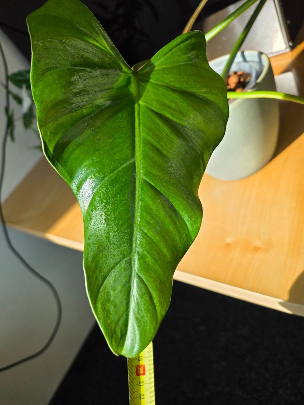 Piante & sementi: 🌿 Philodendron Domesticum – Usato da BERN venduto da kre_tb2n 3