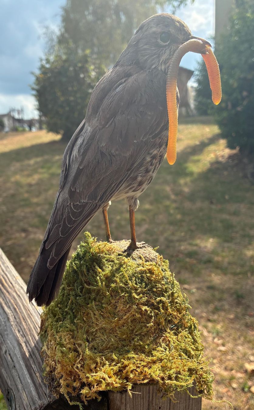 Il mondo degli animali: Singdrossel mit Wurm – Usato da Bäretswil venduto da robsonantik 2