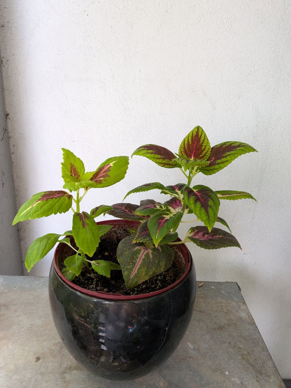 Plantes & graines: Buntnessel – D'occasion à Bern par Hydrom