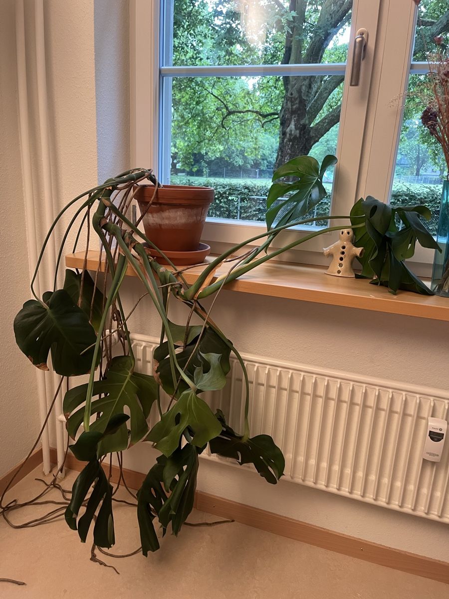 Plantes & graines: Monstera Pflanze – D'occasion à Zürich par ju1ian