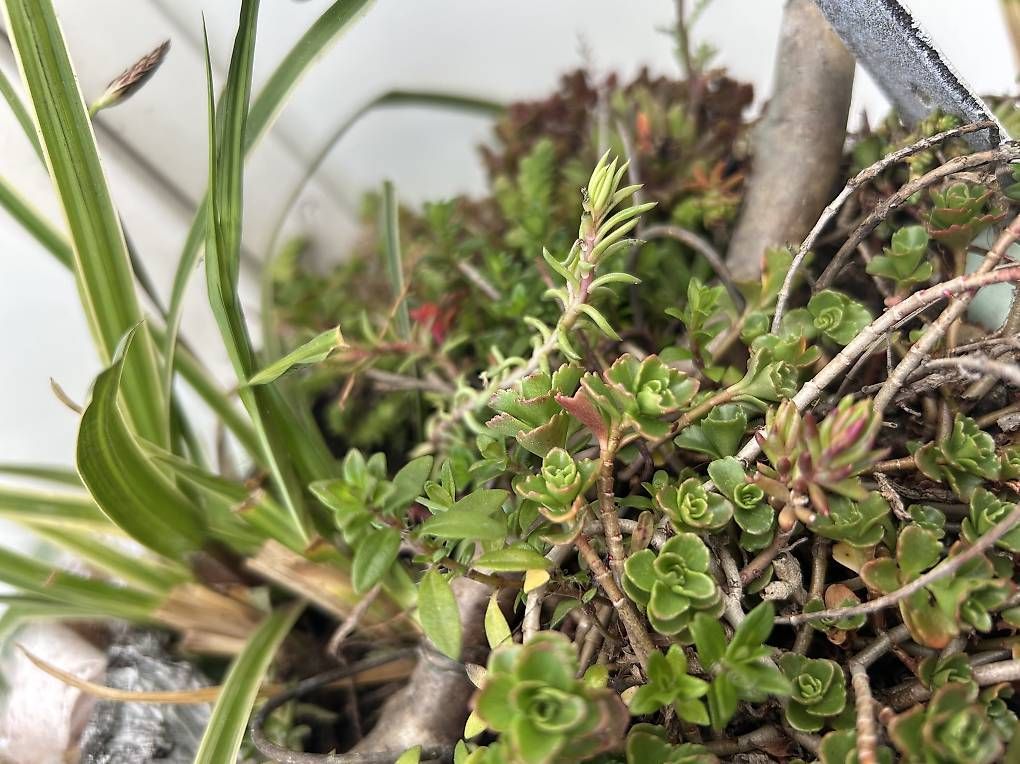 Vasi per fiori: Blumenampel  – Usato da Frauenfeld venduto da Irene.Schuppli 3