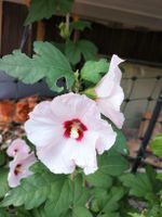 Hibiskus Winterhart
