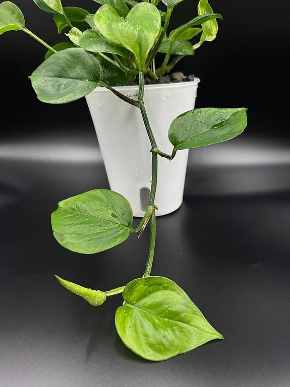 Pflanzen & Samen: Epipremnum aureum 'GoG Manjula' – Neu (gemäss Beschreibung) aus Bühler von googelibear 1