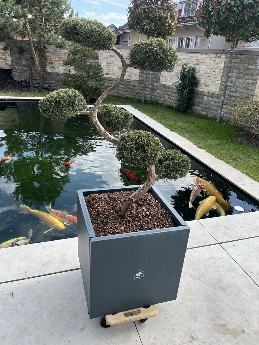 Pflanzen & Samen: Bonsai/ Pflanze/Terrasse/Niwaki – Neu (gemäss Beschreibung) aus Bertschikon Gossau von BAUSTOFFHANDELbucher 5