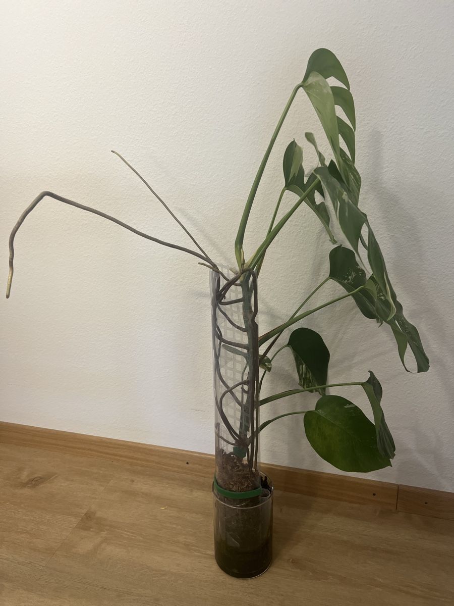 Plantes & graines: Monstera Albo Variegata – D'occasion à Reinach AG par Manuel63637 2