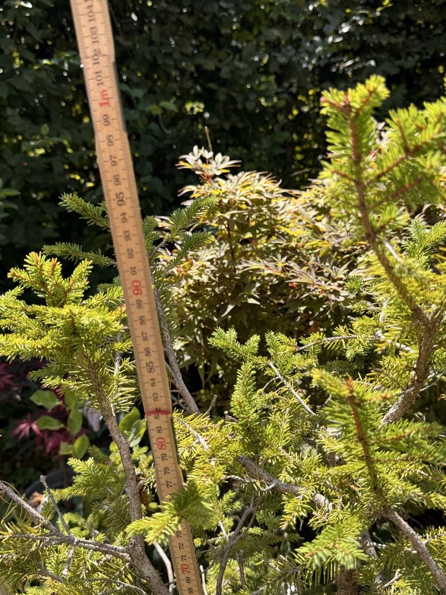 Piante & sementi: Bonsai/Fichte – Usato da Münchwilen TG venduto da baluzi3 2