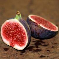Figuier rustique 2x Violette de Sollies
