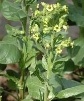 Bauerntabak - Nicotiana rustica - ca. 300 Samen
