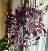 Tradescantia zebrina - Zebrakraut - Rosa
