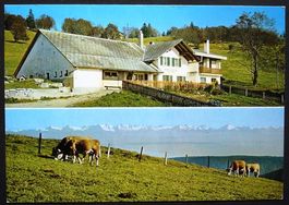 LES PRÉS - D'ORVIN Restaurant Leubringenberg,  Kühe