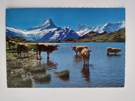 Grindelwald Am Bachalpsee Kühe Berge dat. 1970