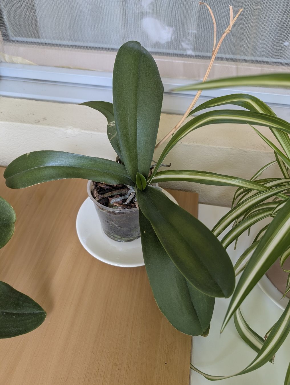 Pflanzen & Samen: Plantes d'intérieur à donner  – Gebraucht aus Genève von Maria11 3