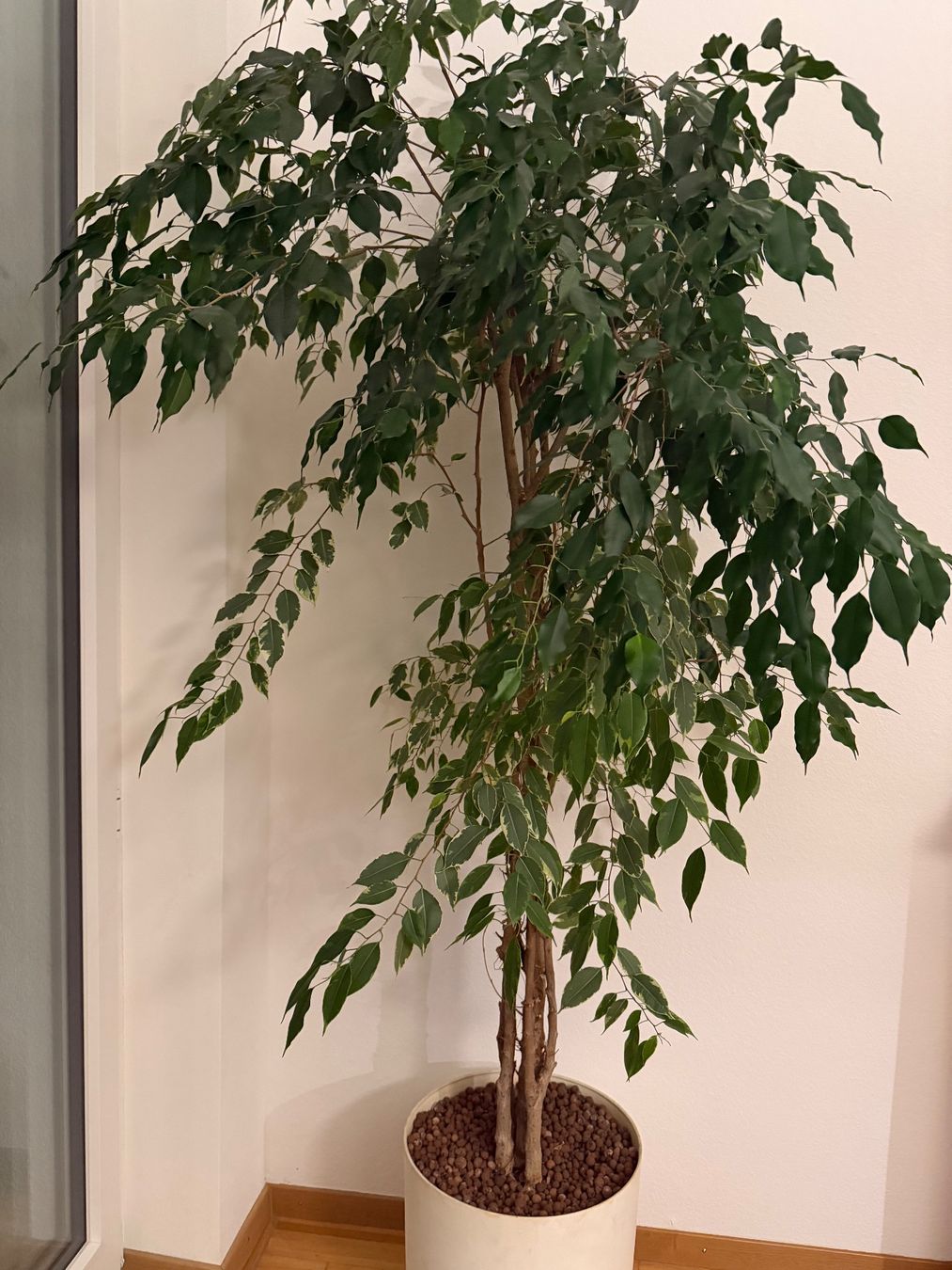 Piante & sementi: Ficus Benjamina Danielle komb.  mit Ficus Benjamina Twilight – Usato da Bern venduto da Baron010 3