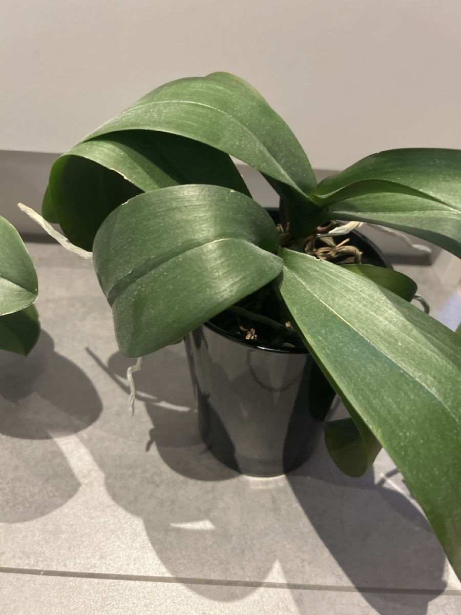 Piante & sementi: Phalaenopsis 3 Stk  – Usato da Regensdorf venduto da adr_95f5 3