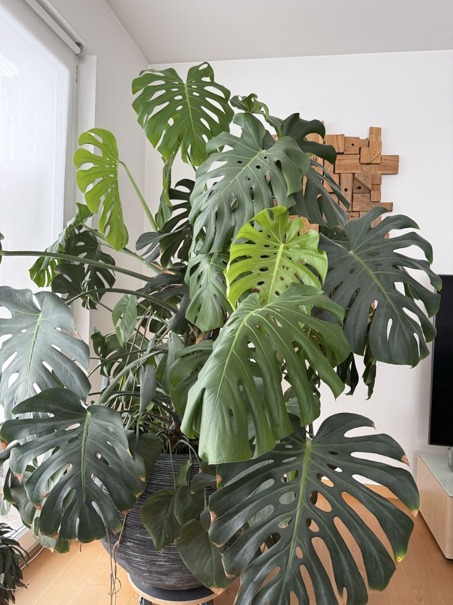 Plantes & graines: Monstera – D'occasion à Gossau SG par Oszi205 1
