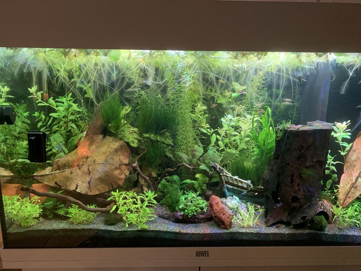 Juwel Aquarium: Juwel Rio 125 Liter Aquarium – D'occasion à Bilten par giudy 1