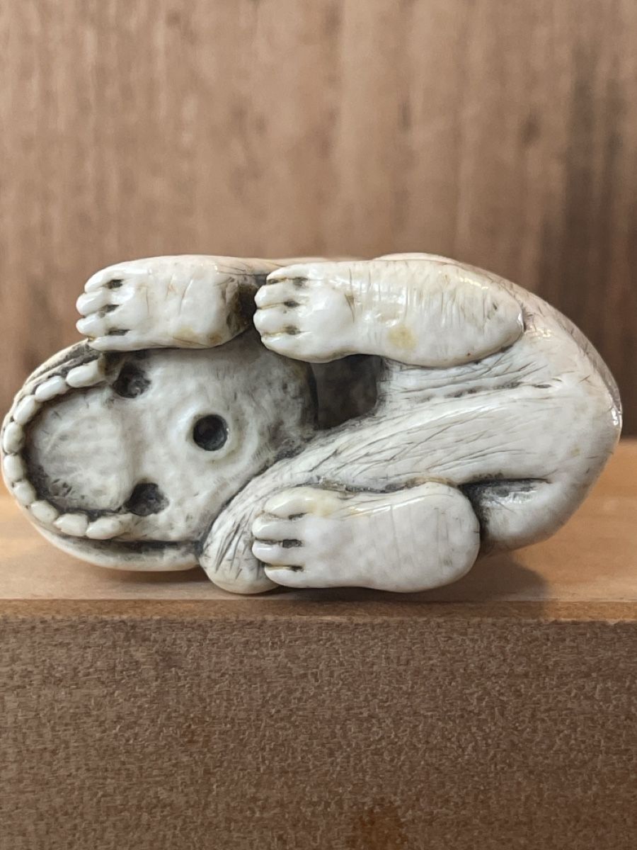 Statuette: Netsuke, sitzender Wolf oder Hund mit Schädel – Usato da Embrach venduto da Gauvain1 6