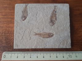 3 kleine fossile Fische USA