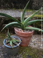 Sansevieria Lavranos Aurea-Variegata - Sammler-Pflanze
