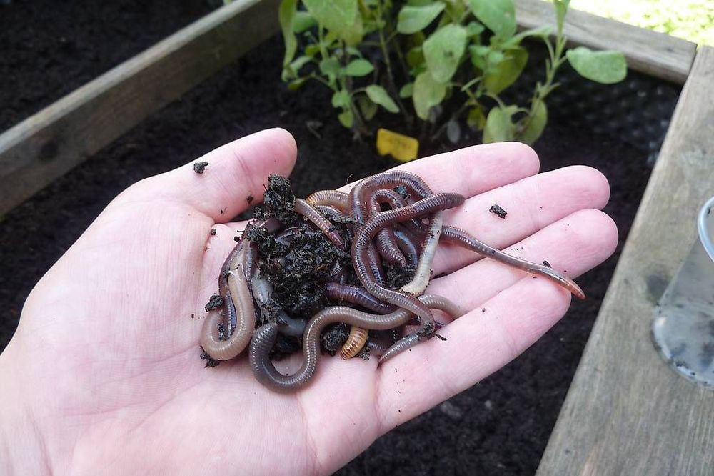 Regenwürmer Top Qualität für Angelköder und Garten Kaufen auf Ricardo